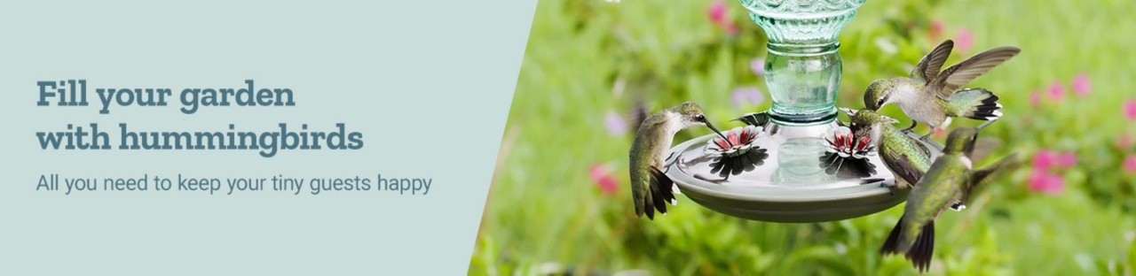 Fill your garden with hummingbirds. All you need to keep your tiny guests happy.