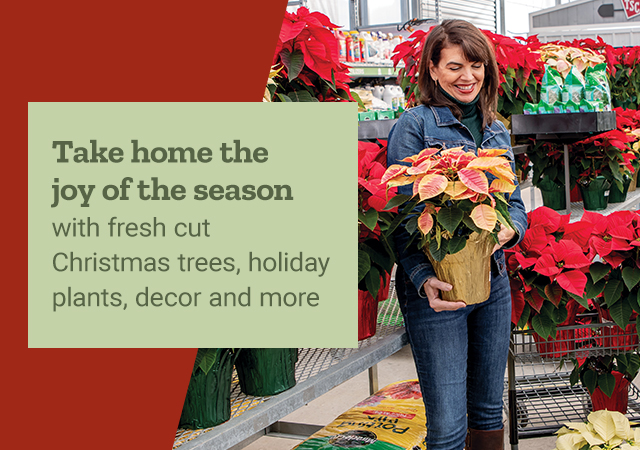 Take home the joy of the season with fresh cut Christmas trees, holiday plants, decor and more
