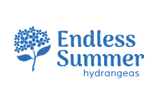 Endless Summer Hydrangeas