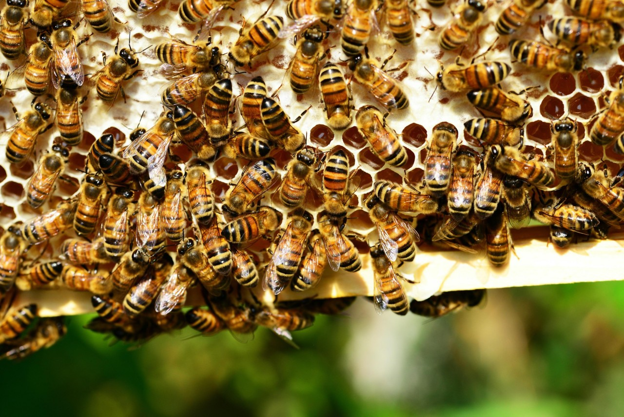 Image of honey bees on honeycomb.