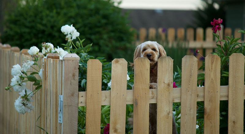 Dog behind a backyard fence