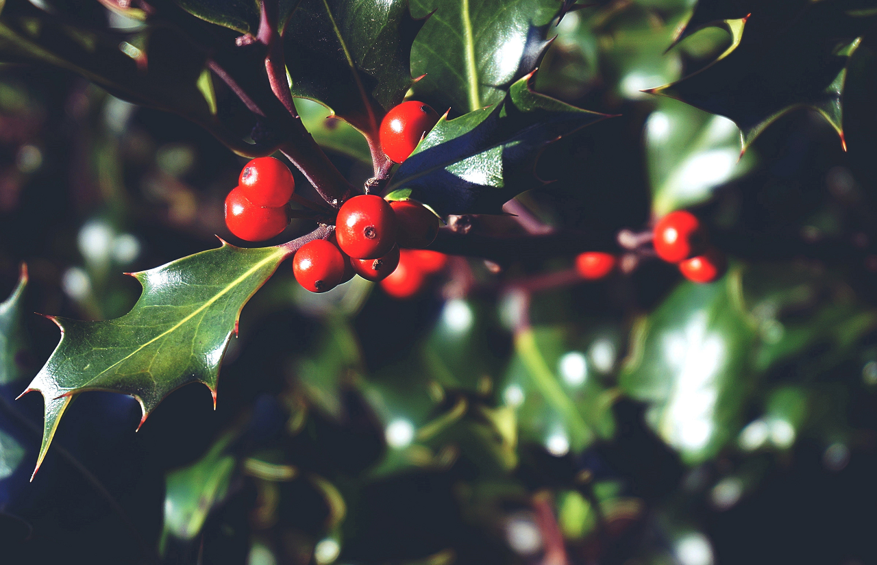 Image of a holly plant.