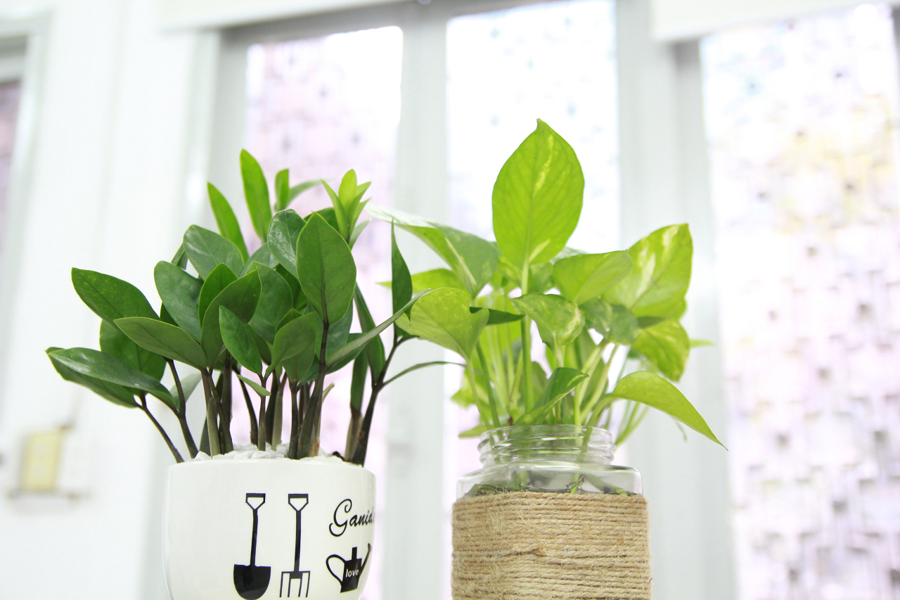 Image of two potted indoor plants on a table.