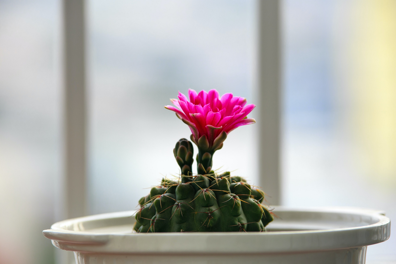 Image of an indoor cactus blooming.