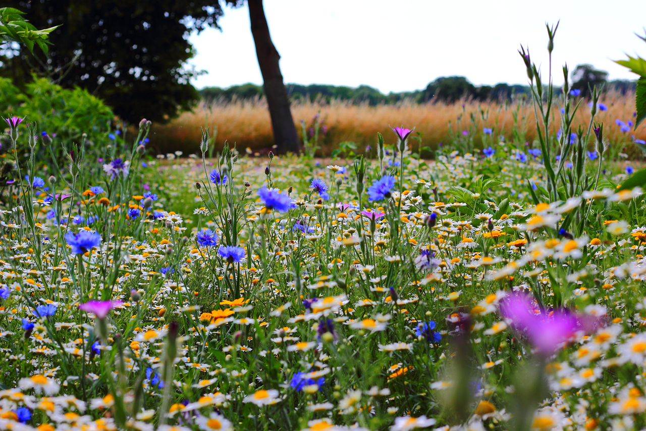 Image of a wildflower meadow.