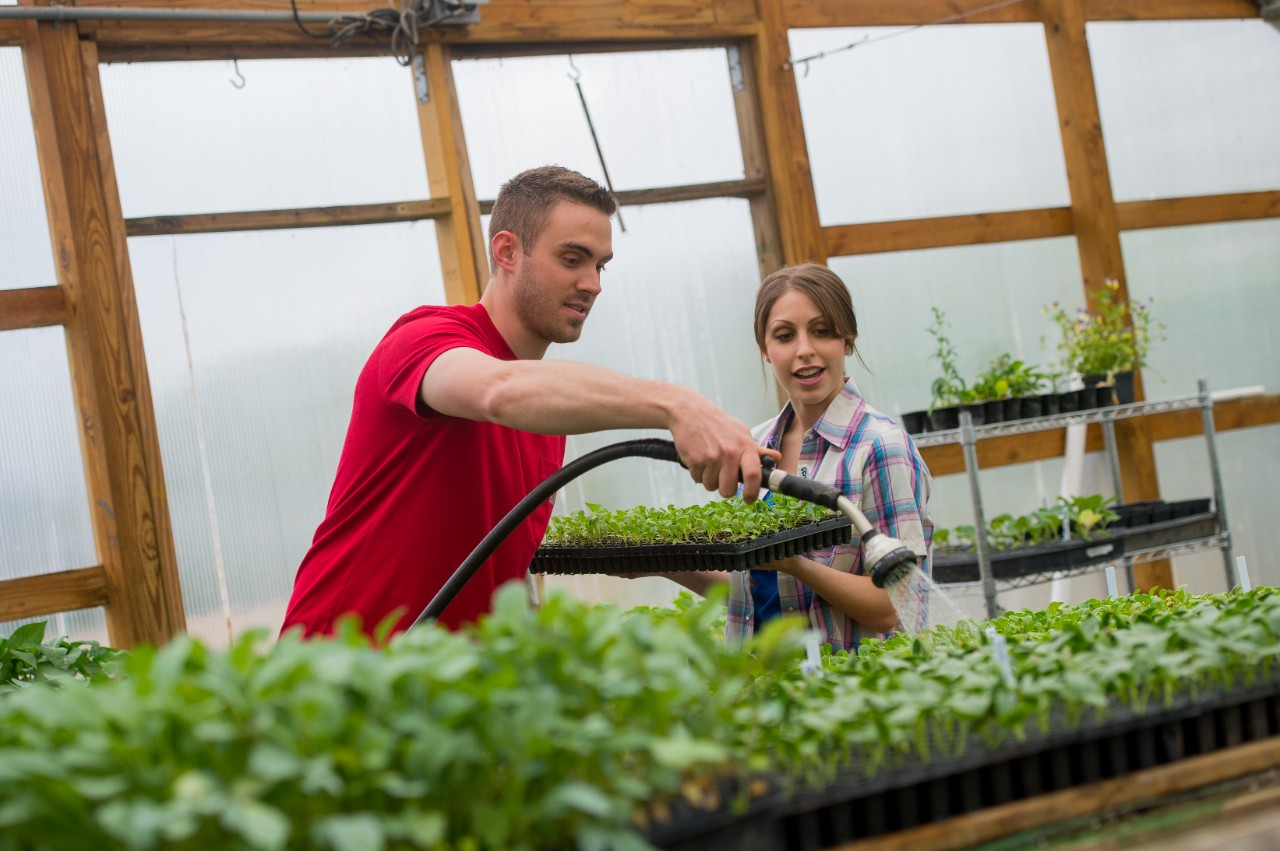 How to Add a Greenhouse to Your Land
