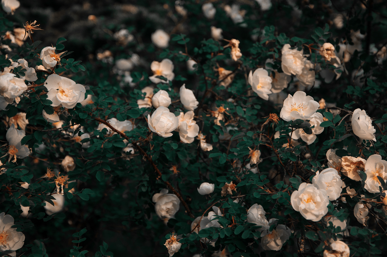 Image of white flowers in a moonlight garden.
