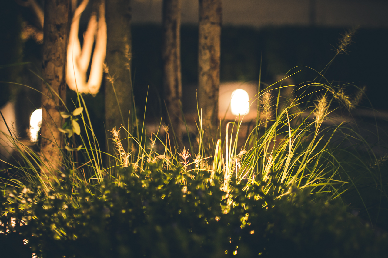 Image of a night garden with lighting.