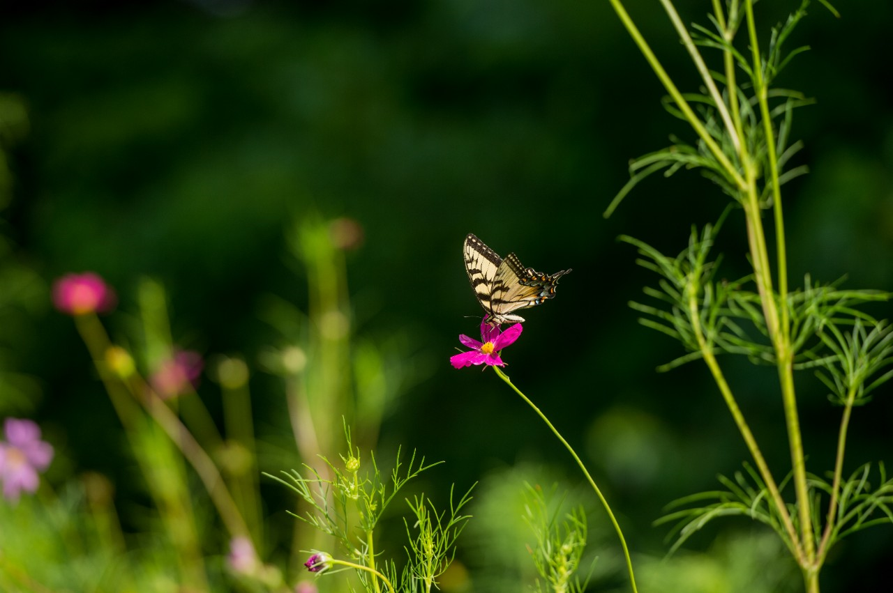 Image of butterfly landing on flower in pollinator garden