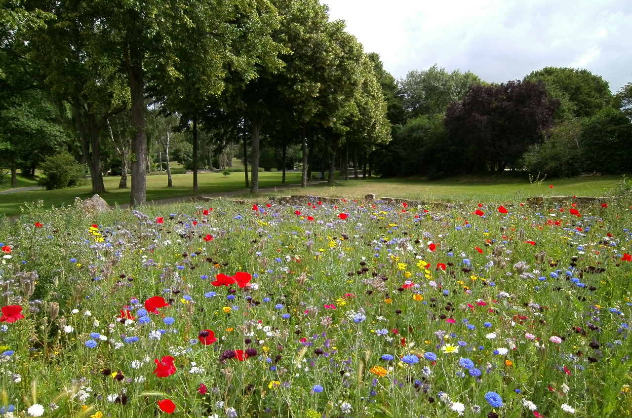 Image of a large wildflower garden.