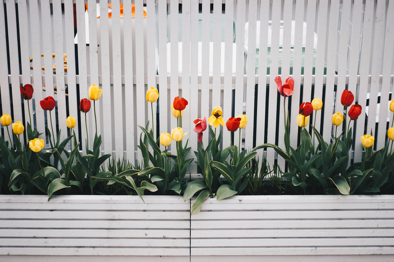 Image of tulips in white planters along a white fence.
