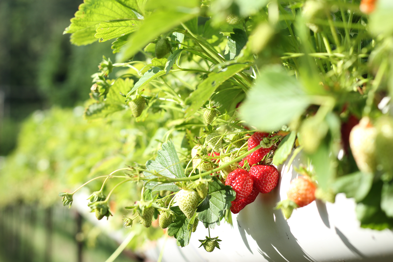 Image of strawberries growing in a hanging planter.