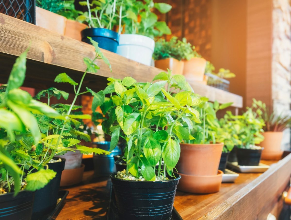 How to Grow Plants  The Ultimate Guide to Growing | Tractor Supply Co.
