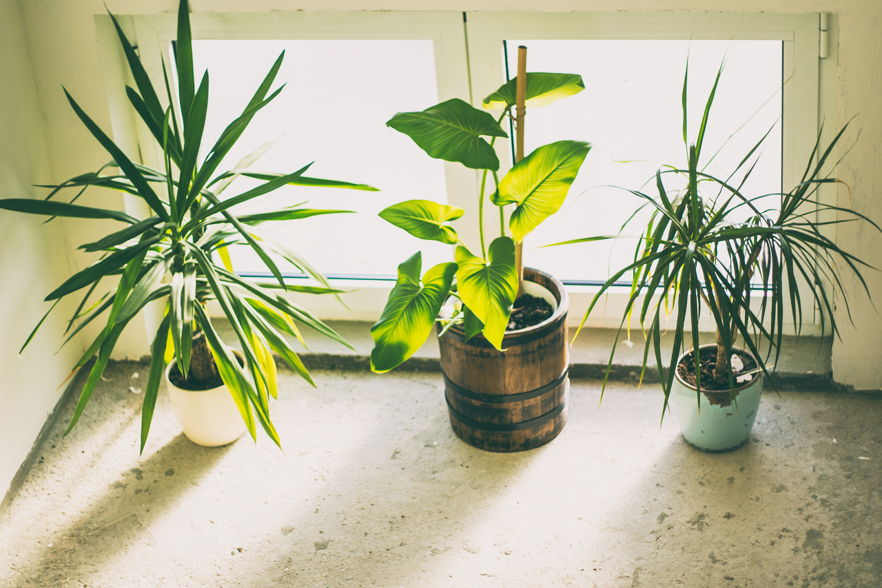 Image of three houseplants in front of a window.