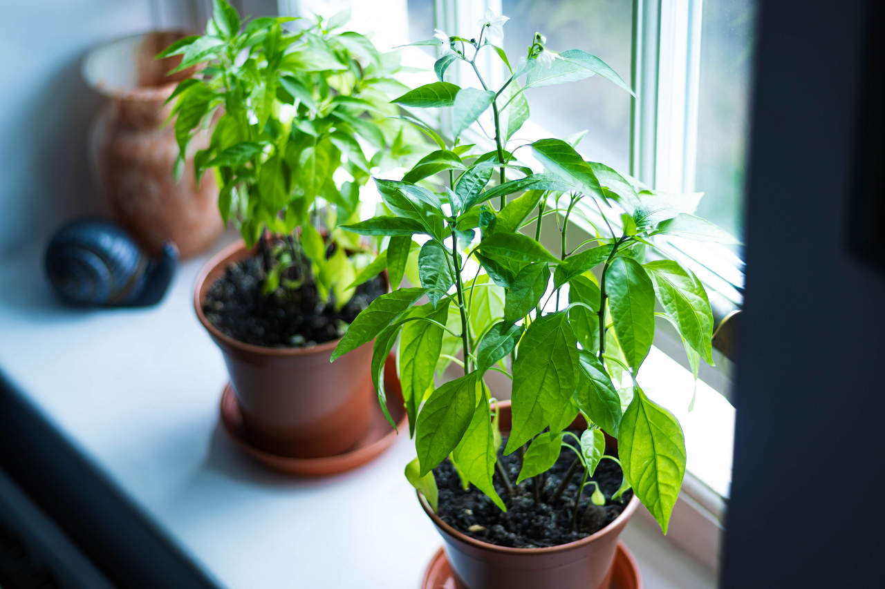 Image of two plants in a windowsill.