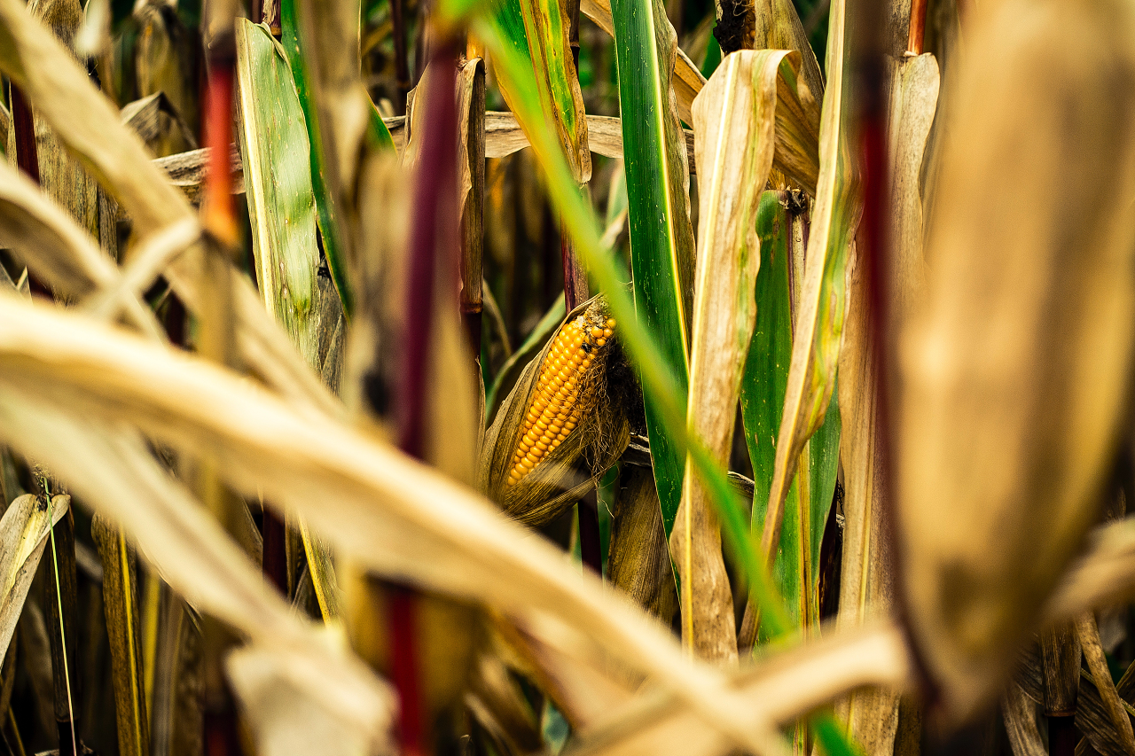 Image of corn in a field.