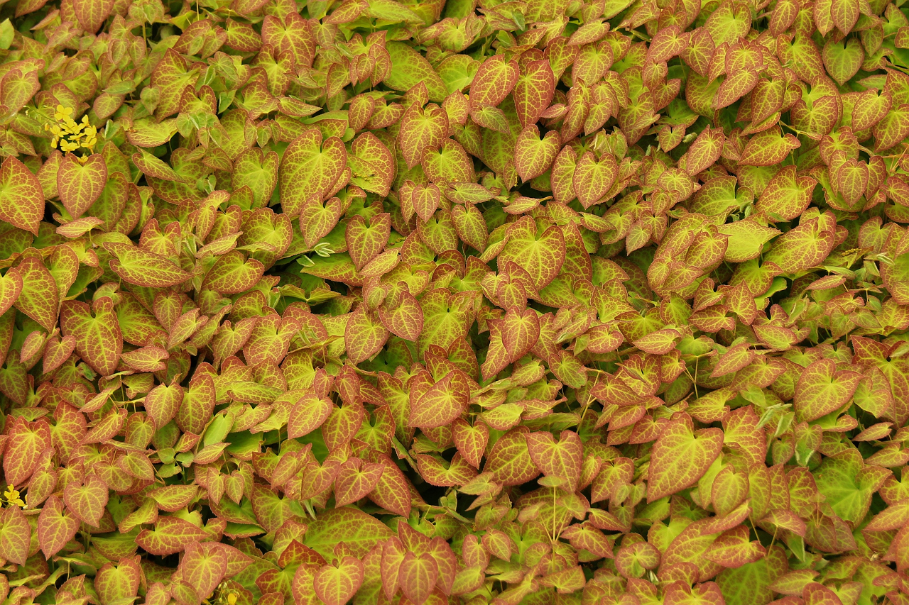 Image of ivy groundcover.