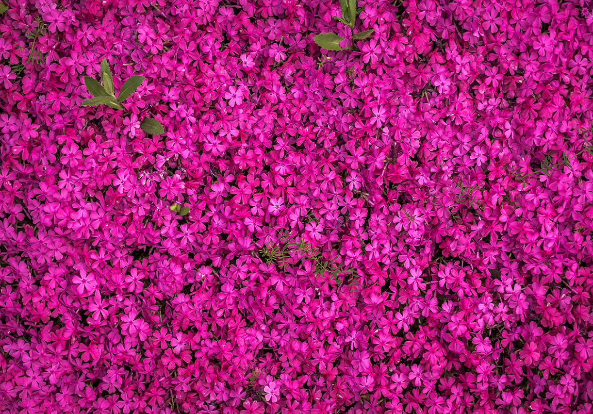 Image of pink phlox groundcover.