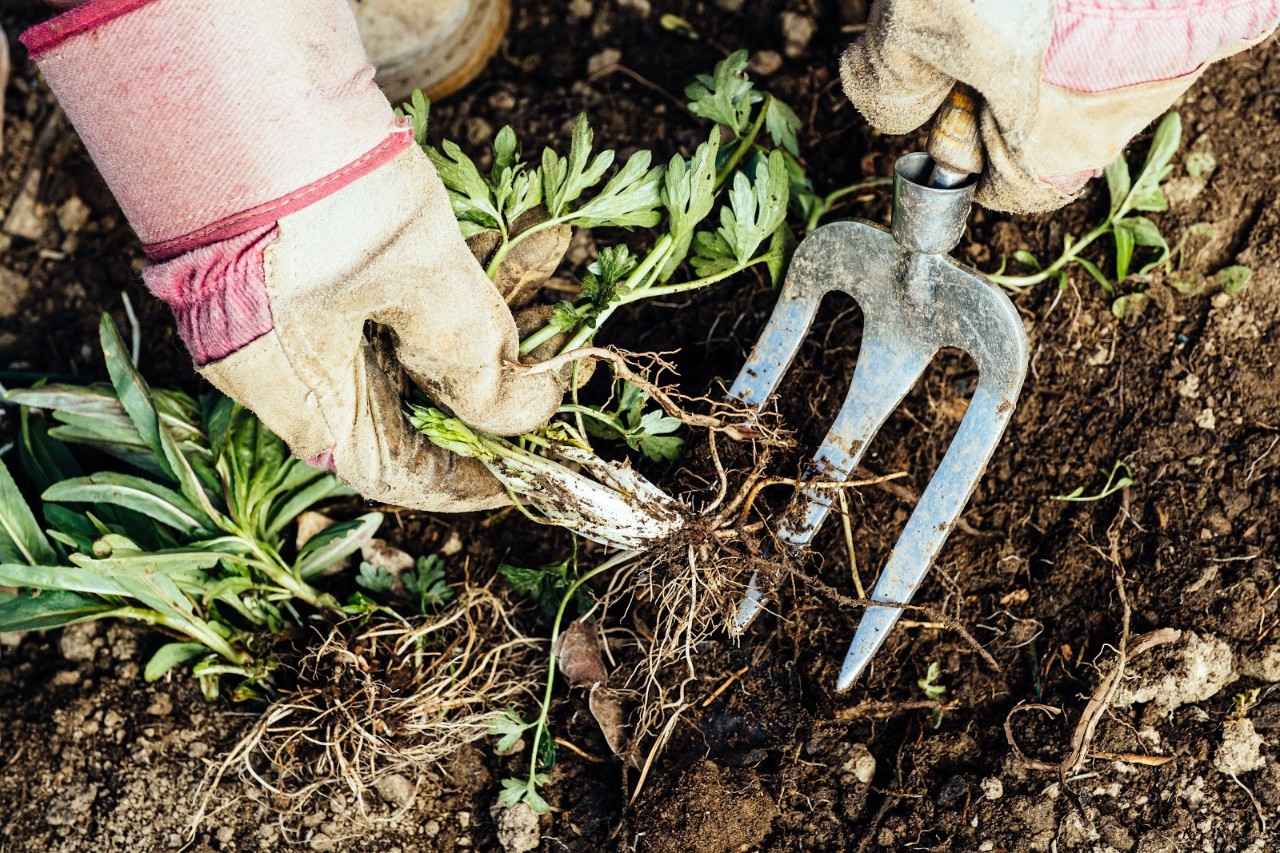 How to Organically Kill Weeds in Your Lawn