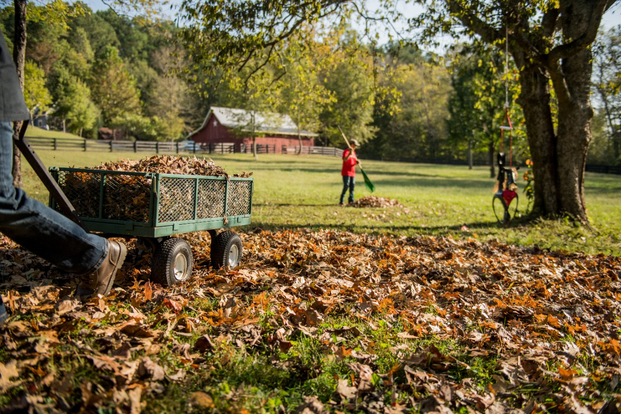 Image of a people raking leaves and putting them in a pile.