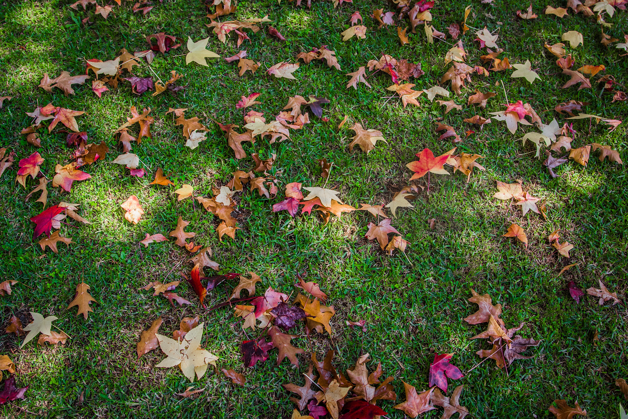 Image of leaves on grass.