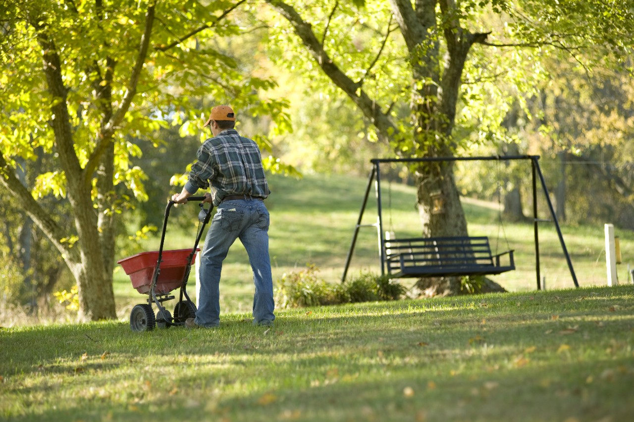 Man fertilizing lawn using spreader.