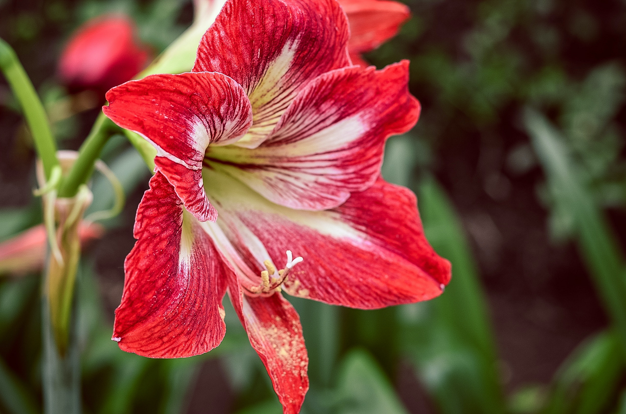 Image of a red and white amaryllis in bloom.
