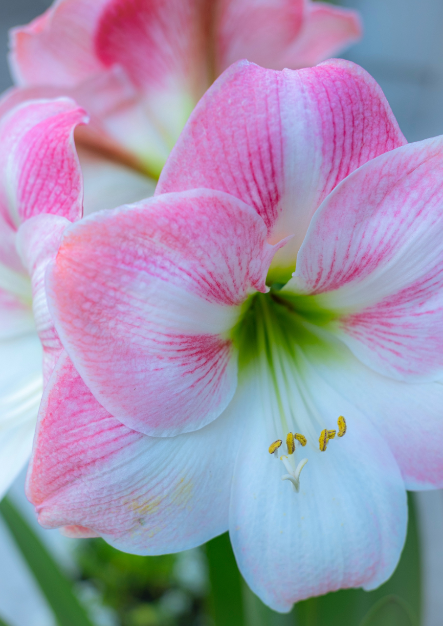 Image of a pink and white amaryllis.