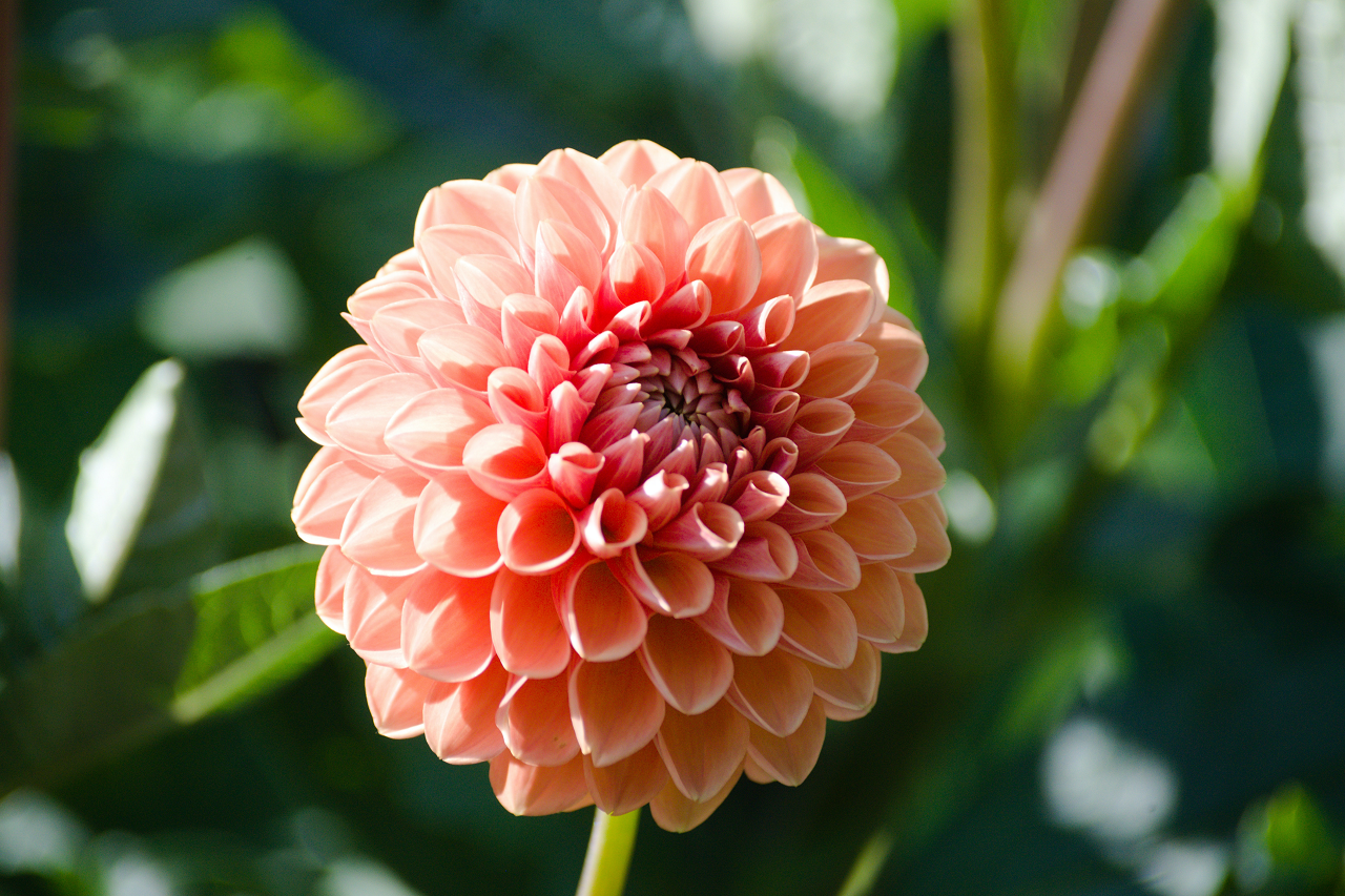 Image of a dahlia flower blooming.