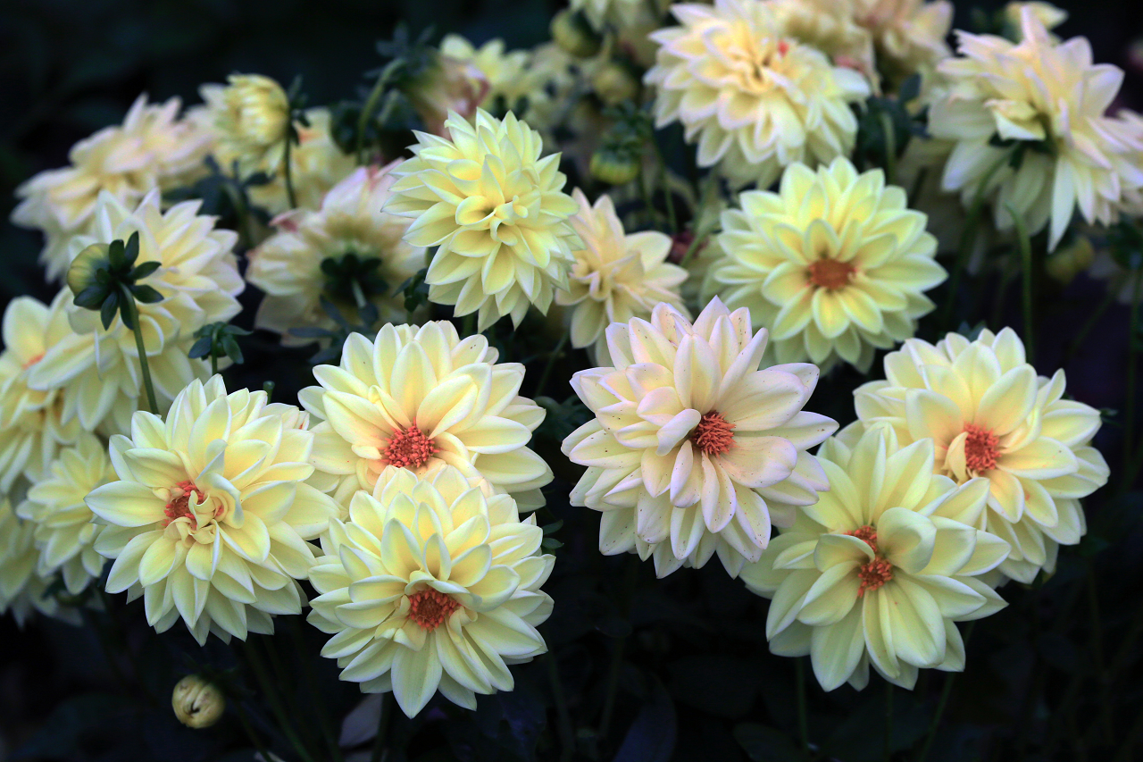 Image of a dahlia plant blooming.