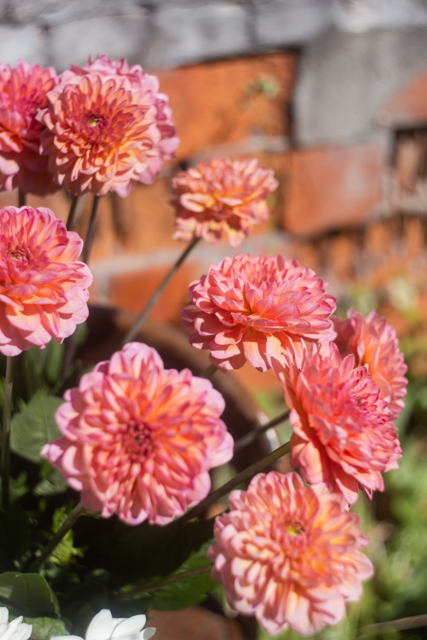Image of a dahlia plant with pink flowers.