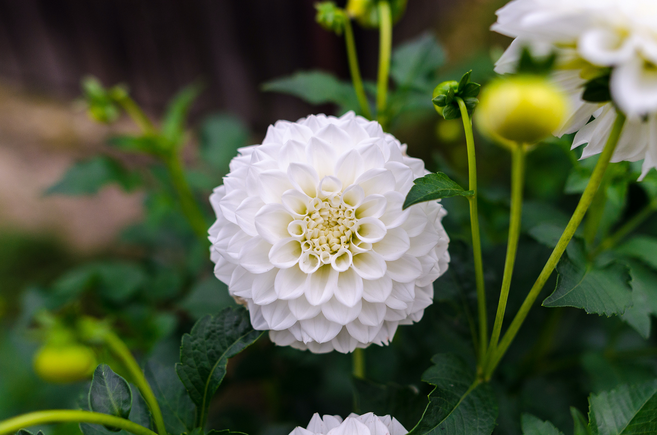 Image of a white dahlia flower.