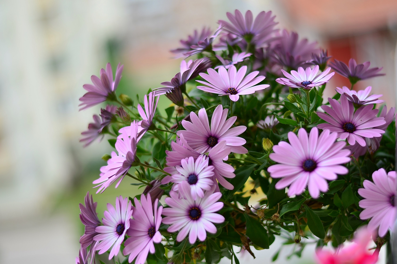 Image of an African Daisy plant.