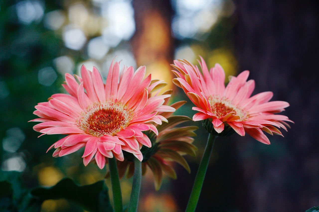 Image of a pink gerber daisy.