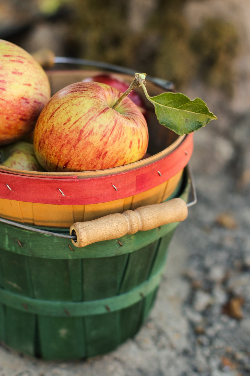 Image of ripe apples in a red and green basket.