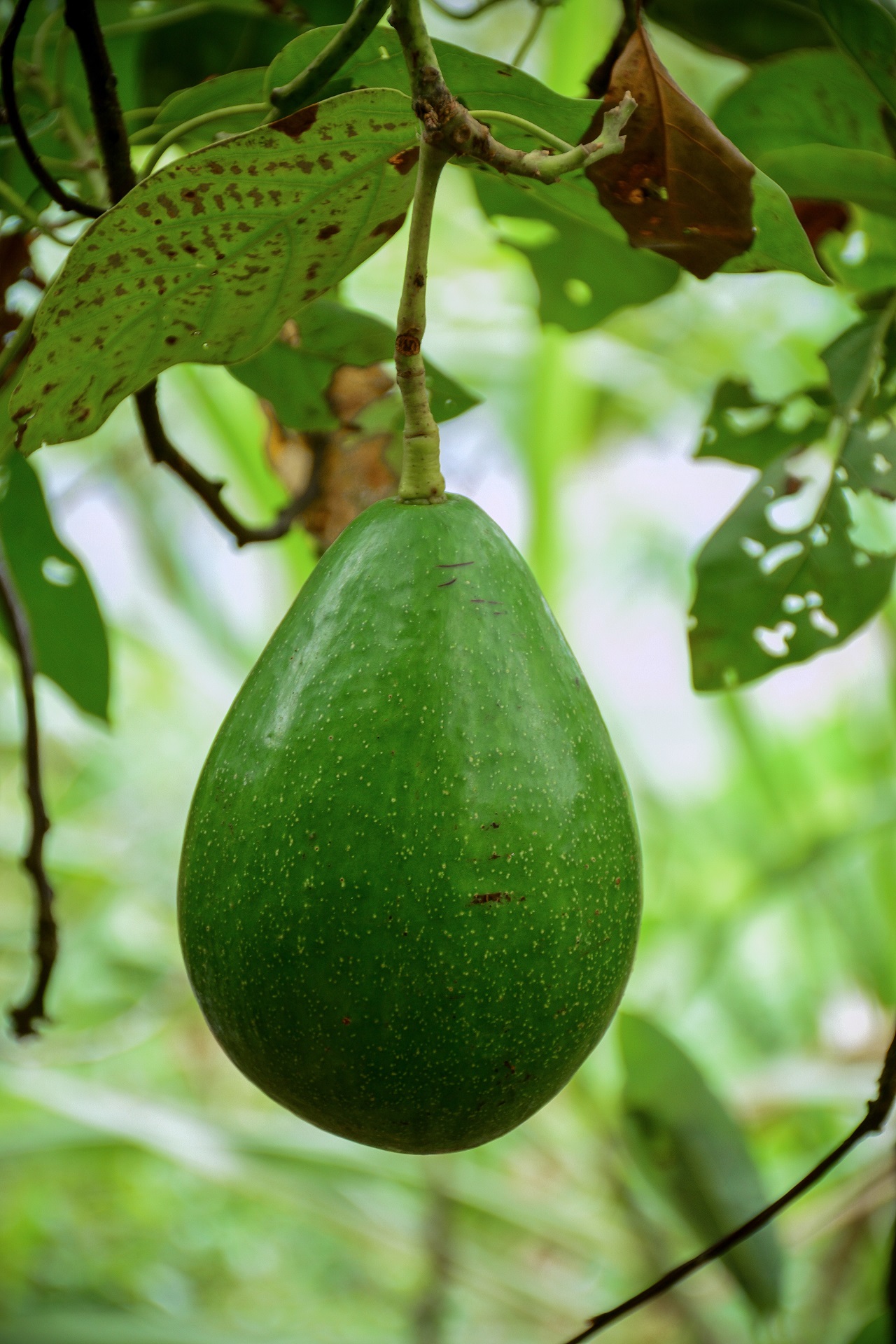Image of a fresh avocado hanging from a tree.