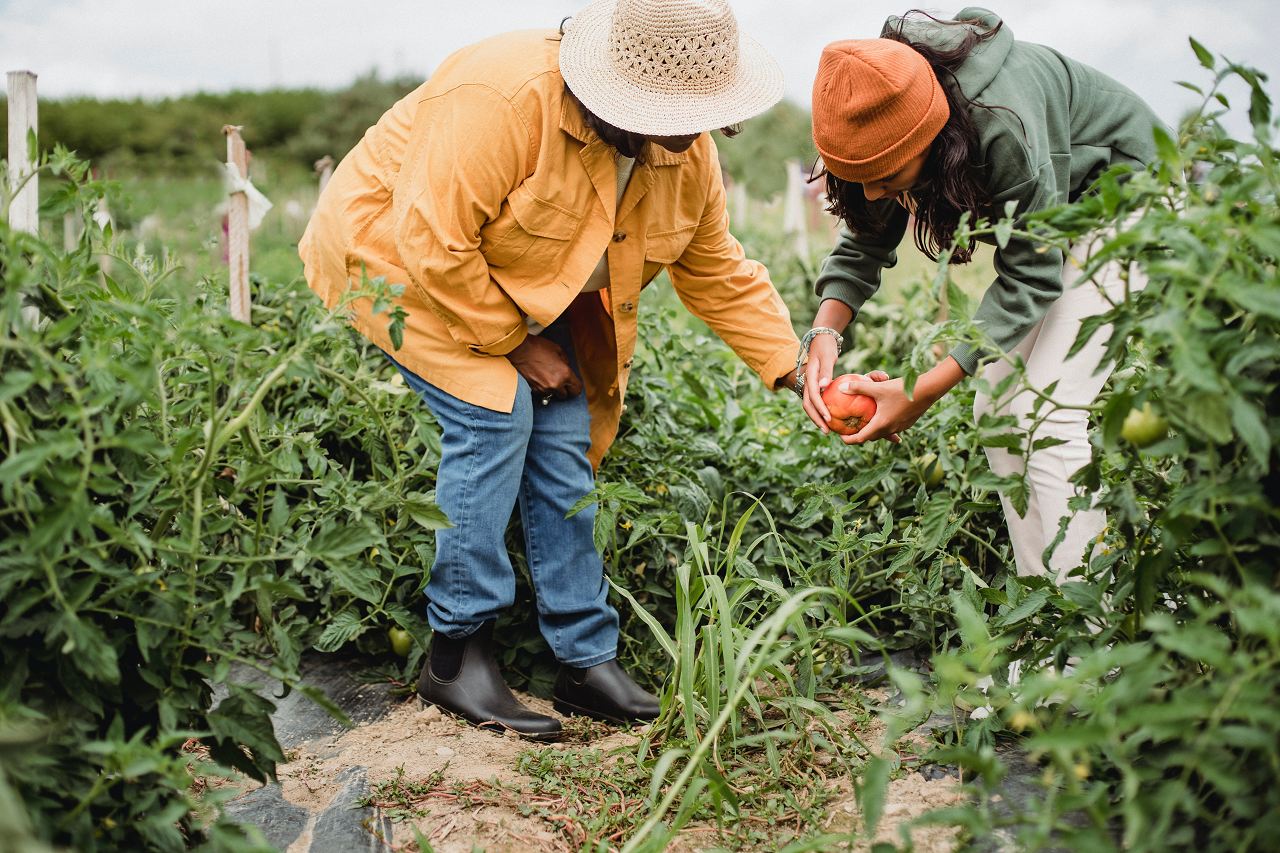 Image of two people harvesting a bell pepper in a garden.