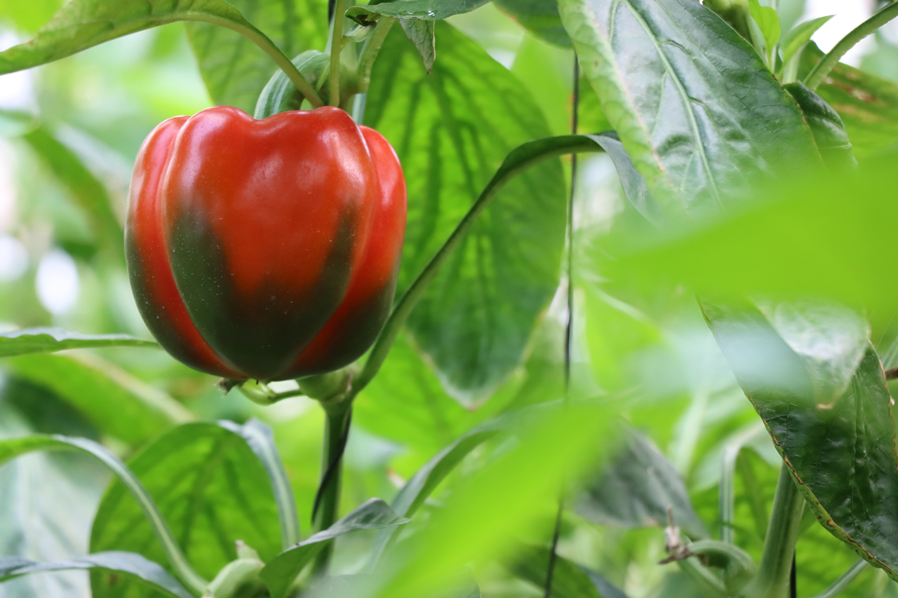 Image of a ripening bell pepper.