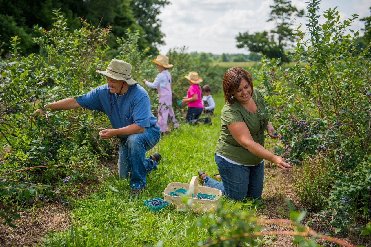 Image of a people harvesting fresh blueberries.