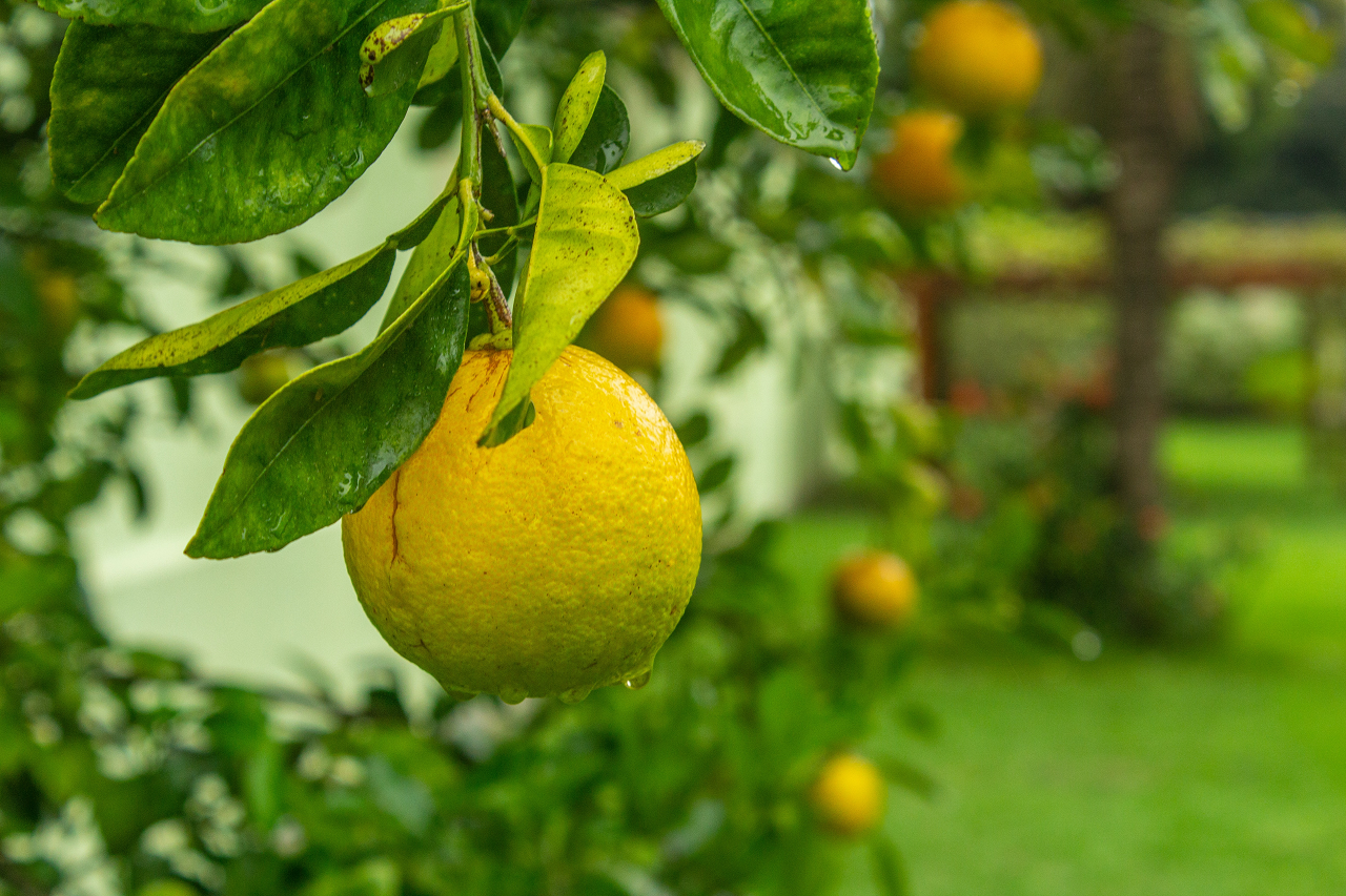 Image of a citrus tree with a close-up of yellow fruit.