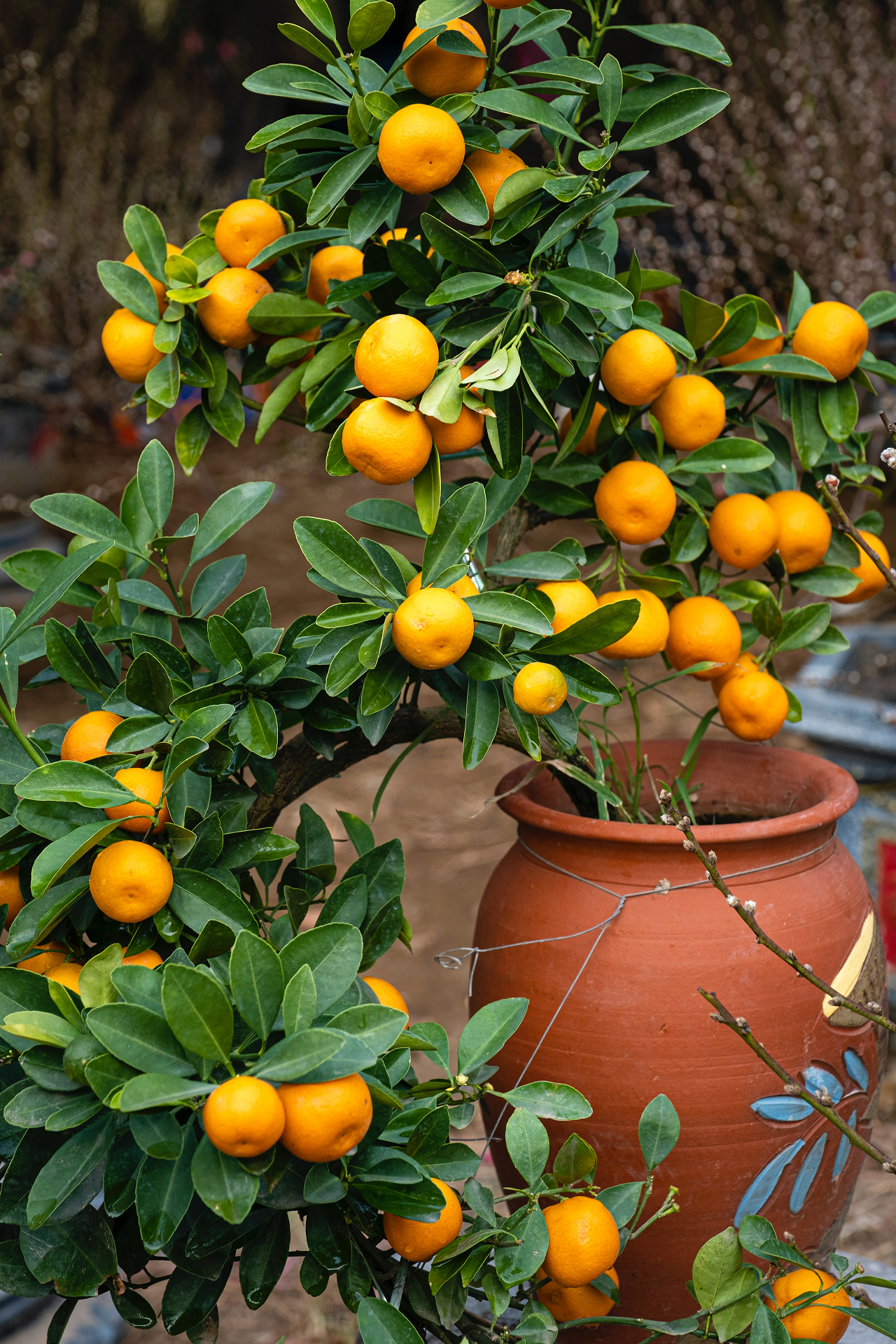 Image of a dwarf citrus tree growing in a container.