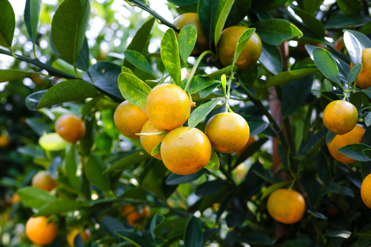 Image of a citrus tree with yellow fruit.
