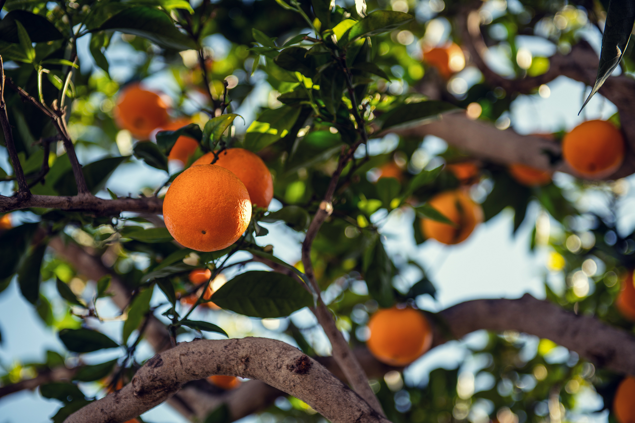 Image of an orange citrus tree.