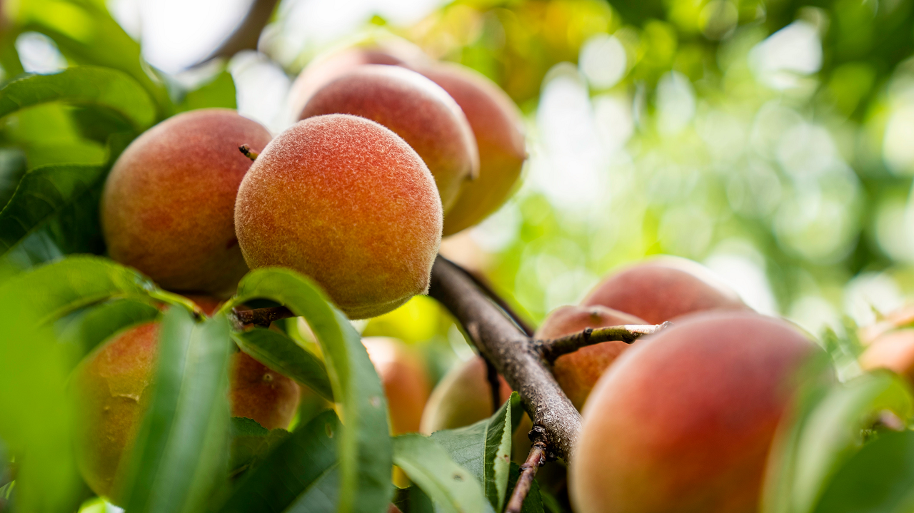 Image of ripe peaches on a peach tree.