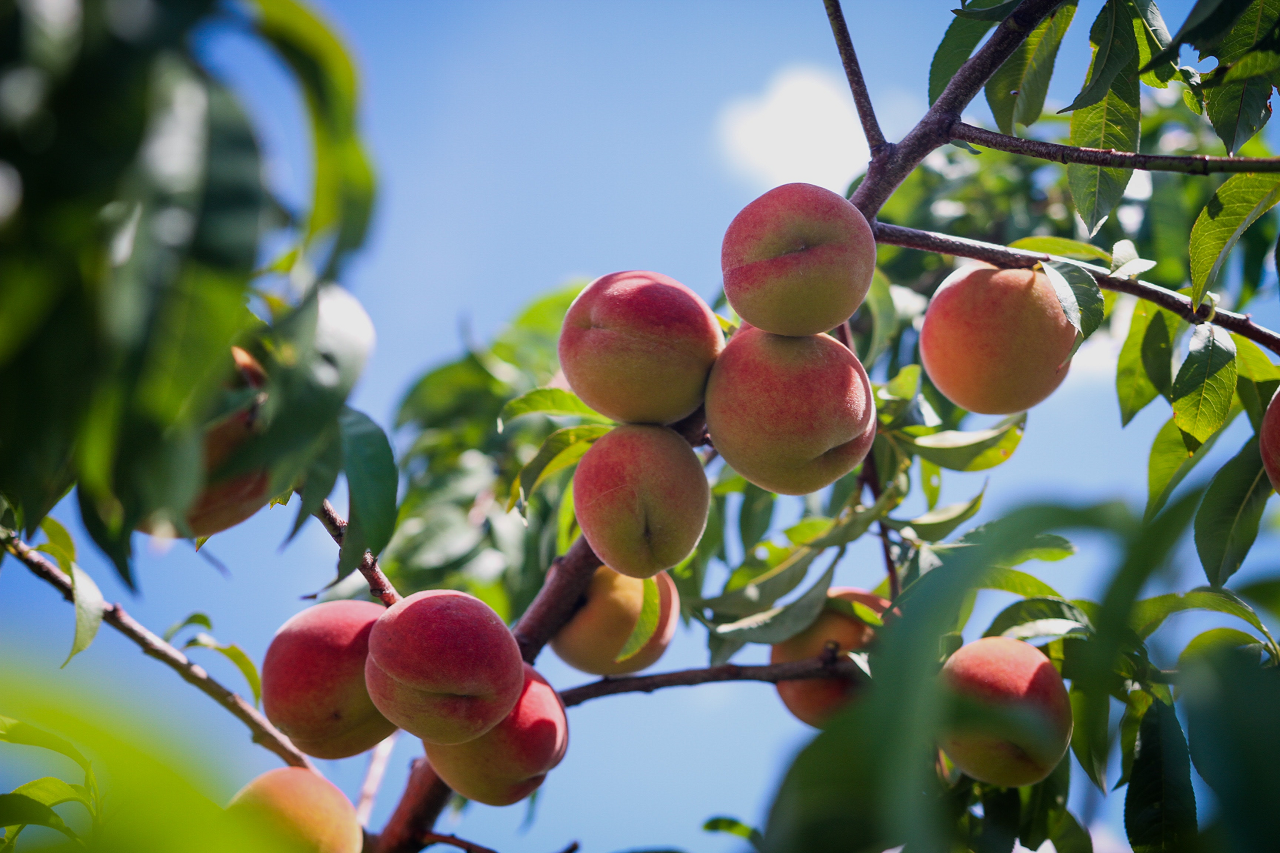 Image of peaches growing on a peach tree.