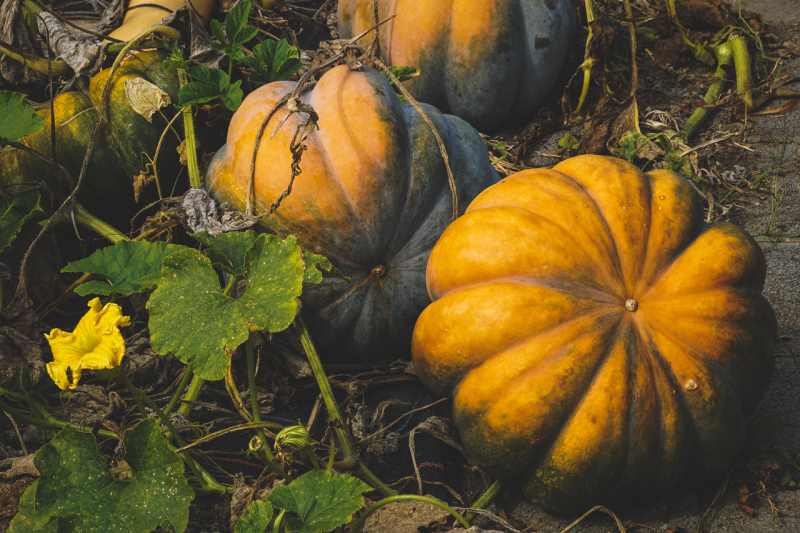 Image of large pumpkins still on the vine.