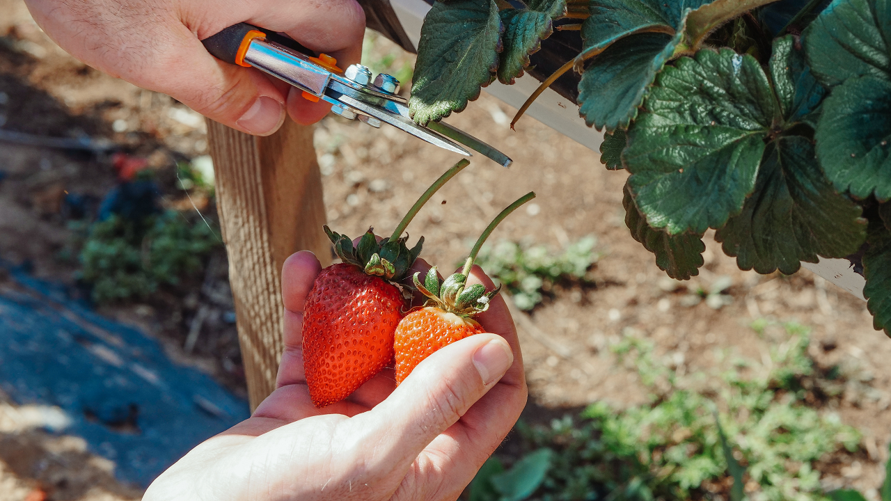 Image of a person cutting two strawberries off the plant.