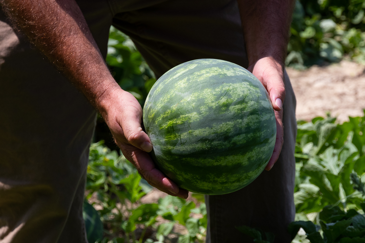 Image of a person picking a watermelon from the garden.