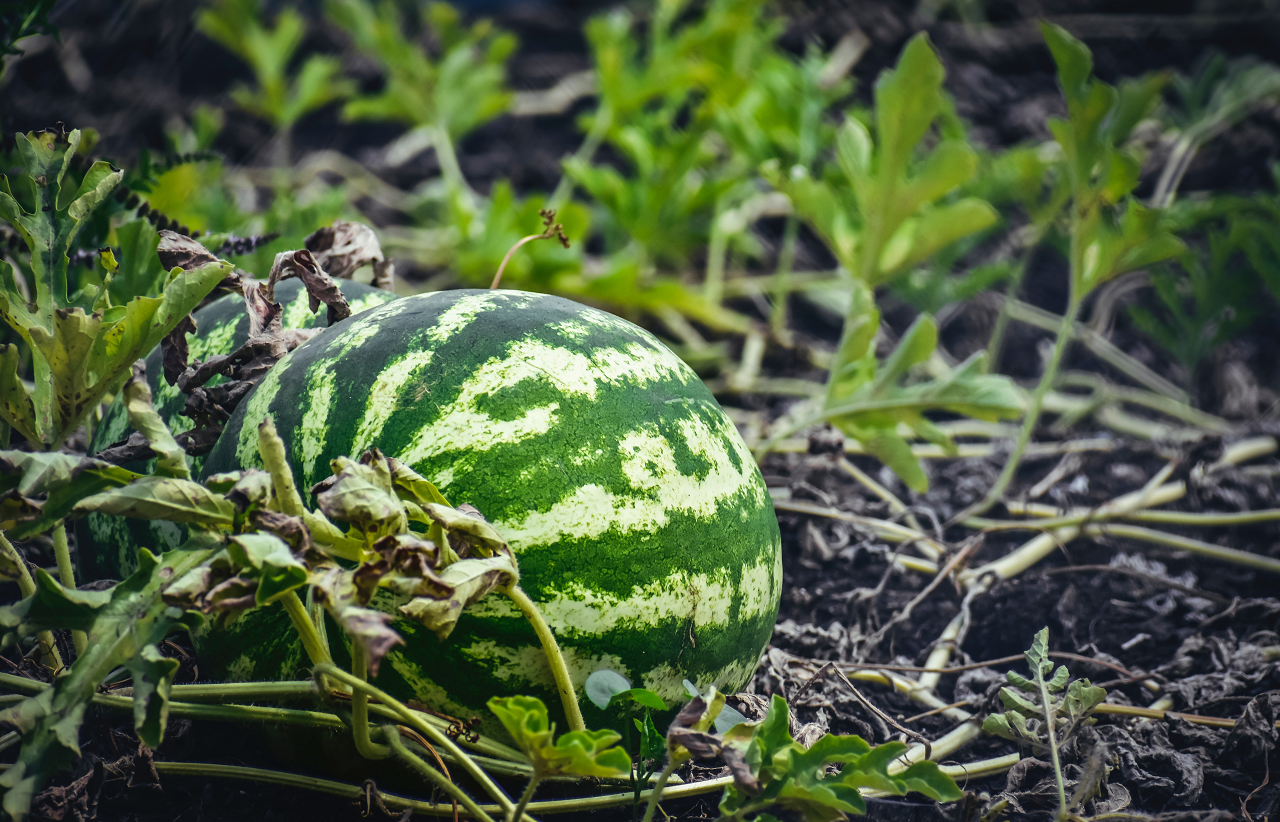 Image of a watermelon growing on the vine.