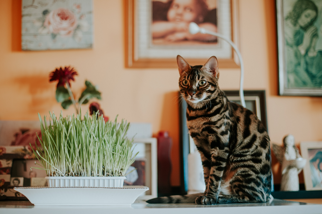 Image of a cat sitting on a table next to wheatgrass.